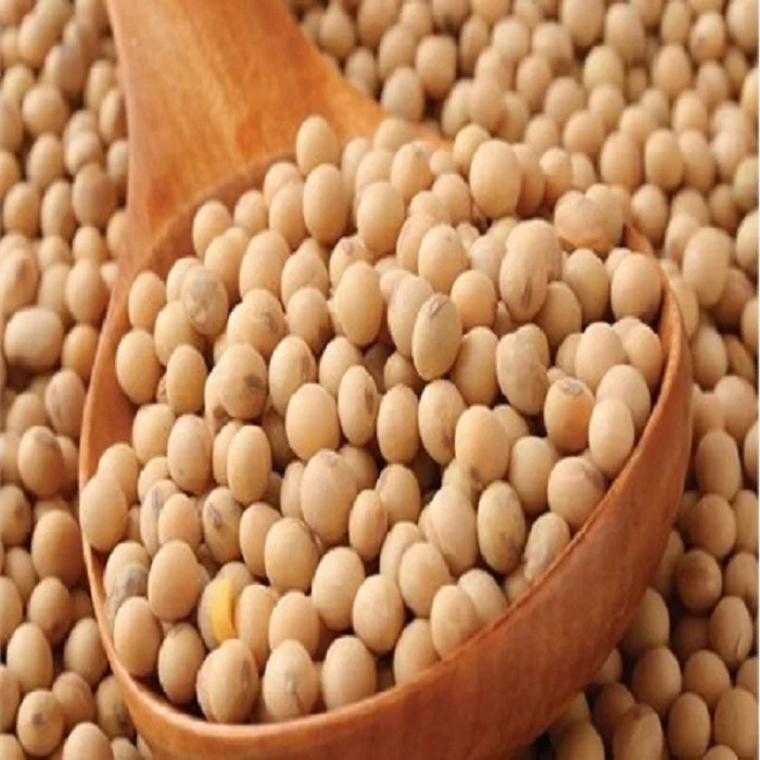 Top Grade Soya beans  for sale