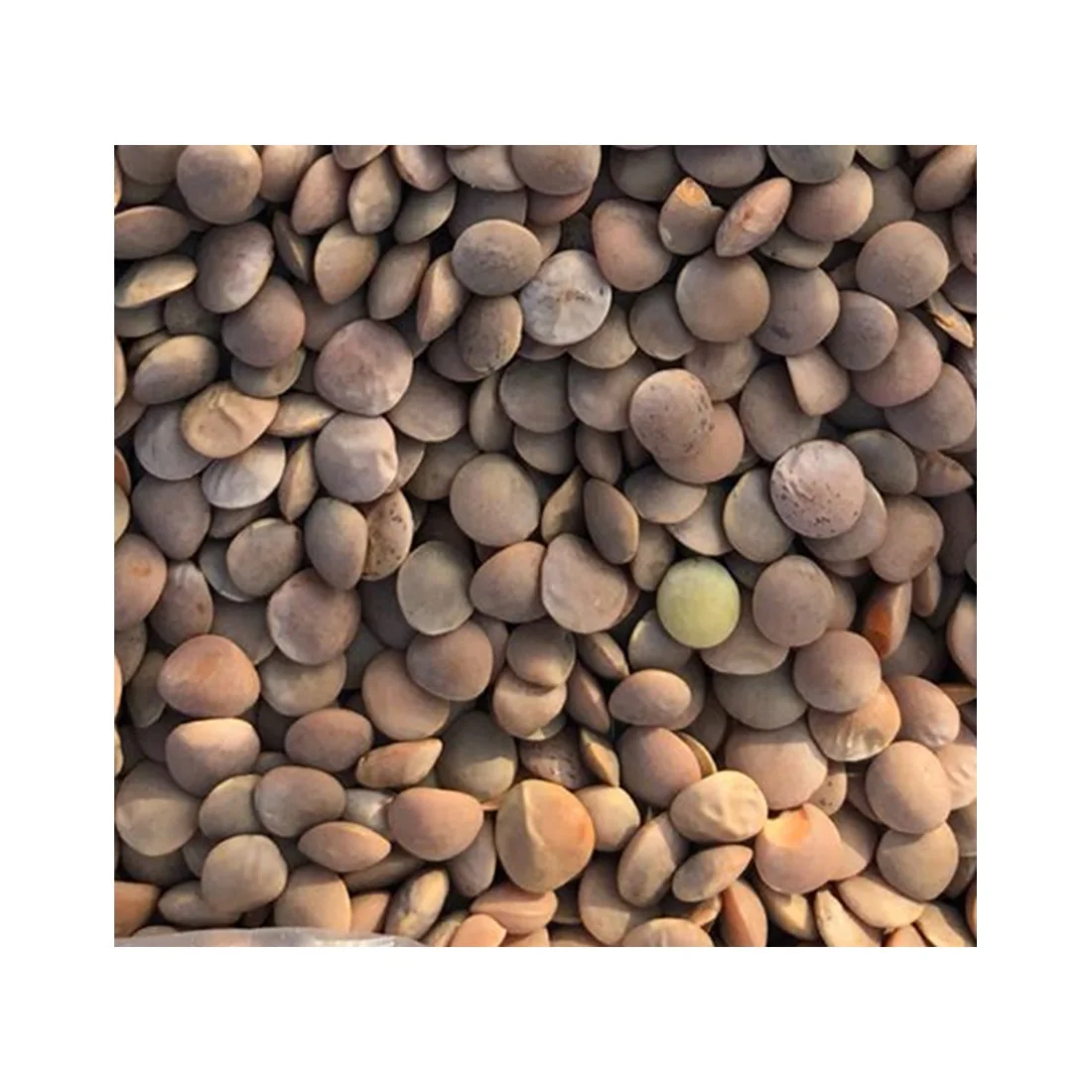 Non-GMO Dried Red and green lentils bulk healthy food whosale 100% natural organic beans food legumes