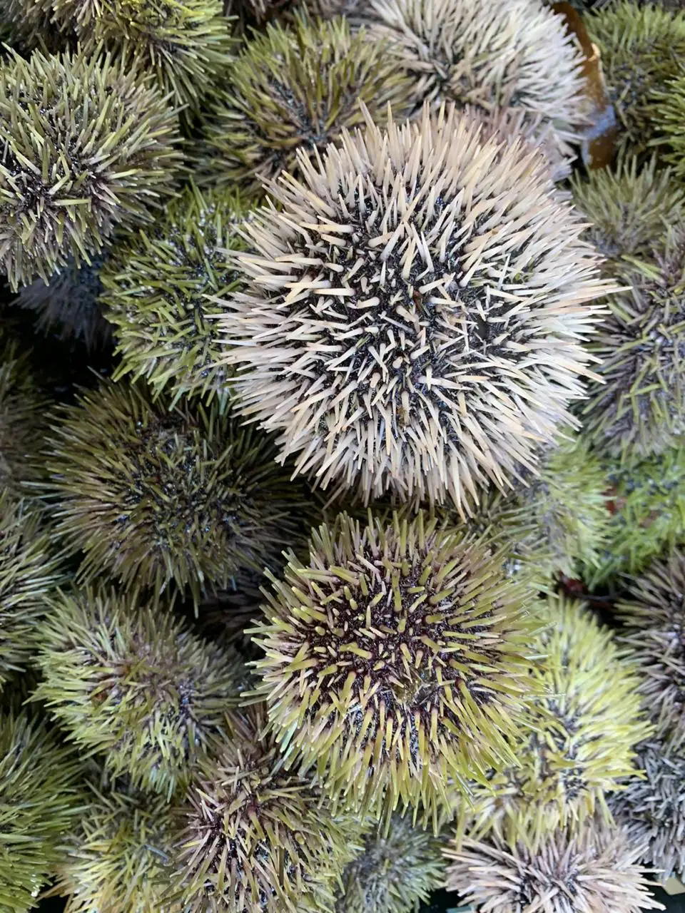 
sea urchin 