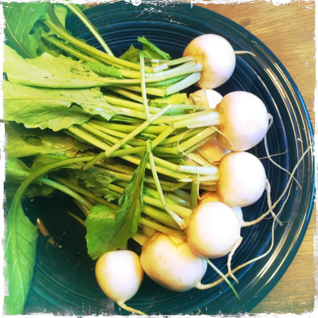 Fresh radish turnip