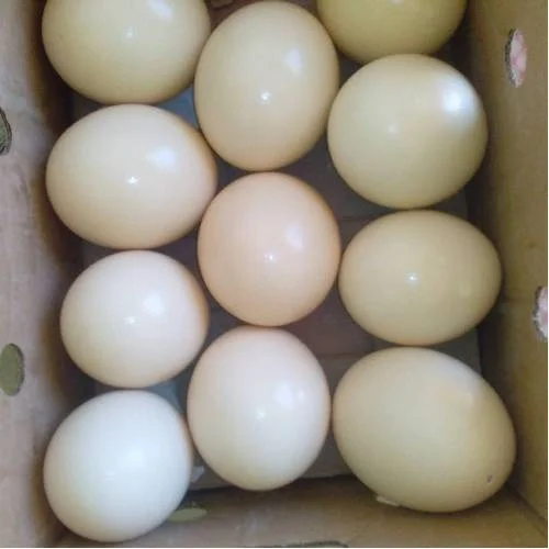 OSTRICH EGGS
