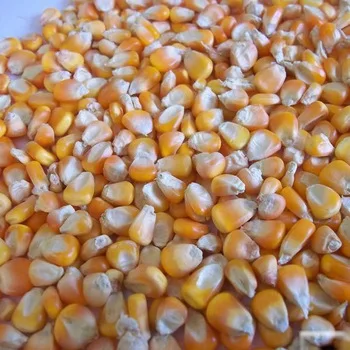 Белая и желтая кукуруза для корма животных салеин