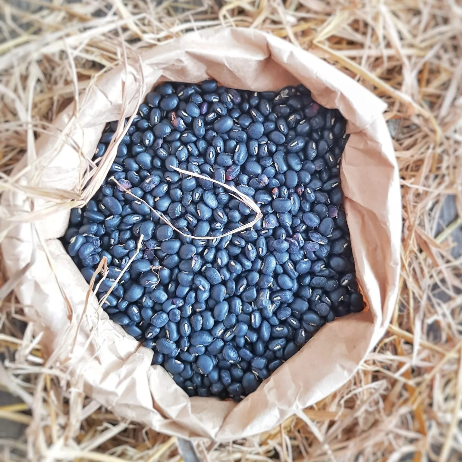 Viet Nam Manufacturer High Quality Black Bean 500gr With Factory Price From Viet Nam