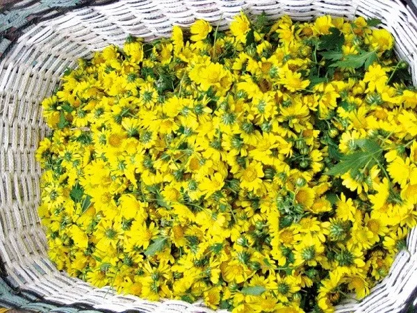 Натуральный чистый сушеный цветок маргаритки-цветочный чай с хризантемой-травяной цветами. Золотые данные MS.SANDY (+ 84 587 176 063) 99