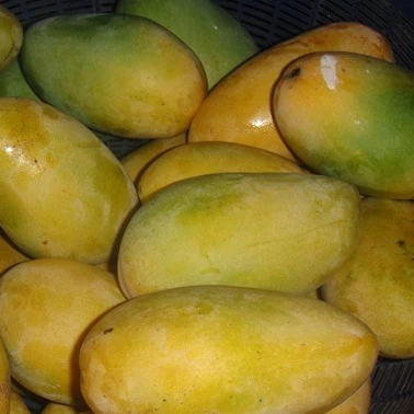 100% Flavor mango from Egypt--Low Price