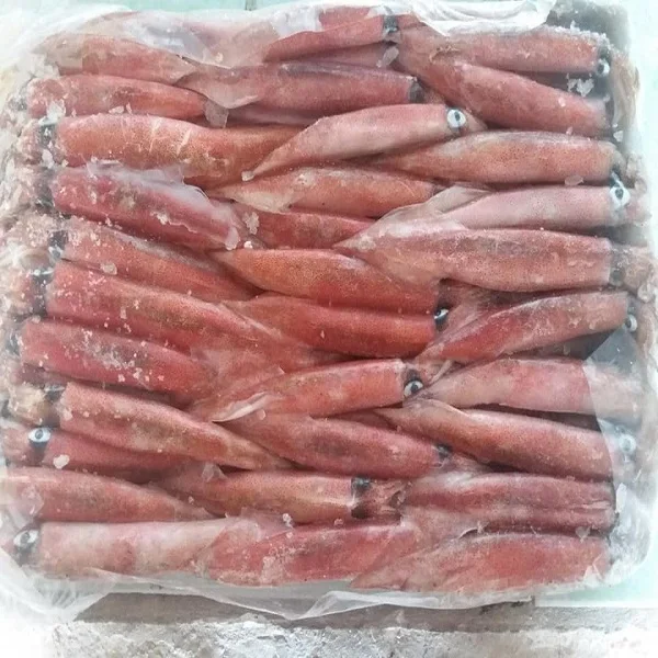 Frozen Long-Barrel Loligo Squid Hight Quality From Viet Nam