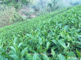 
Gui Fei Jin Xuan Tea 