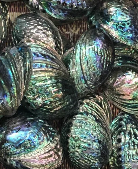 Raw Abalone Shell Art Polished Shell Vietnam Handmade Raw Abalone Decorative Shell Astray - OEM, ODM HJ ASH 001 130mm*50mm