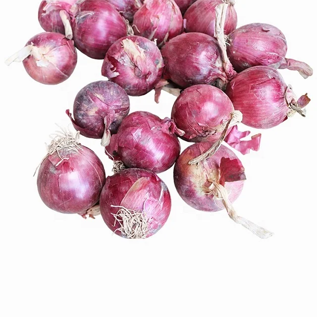 Best Selling Indian Fresh Red Onion for Export