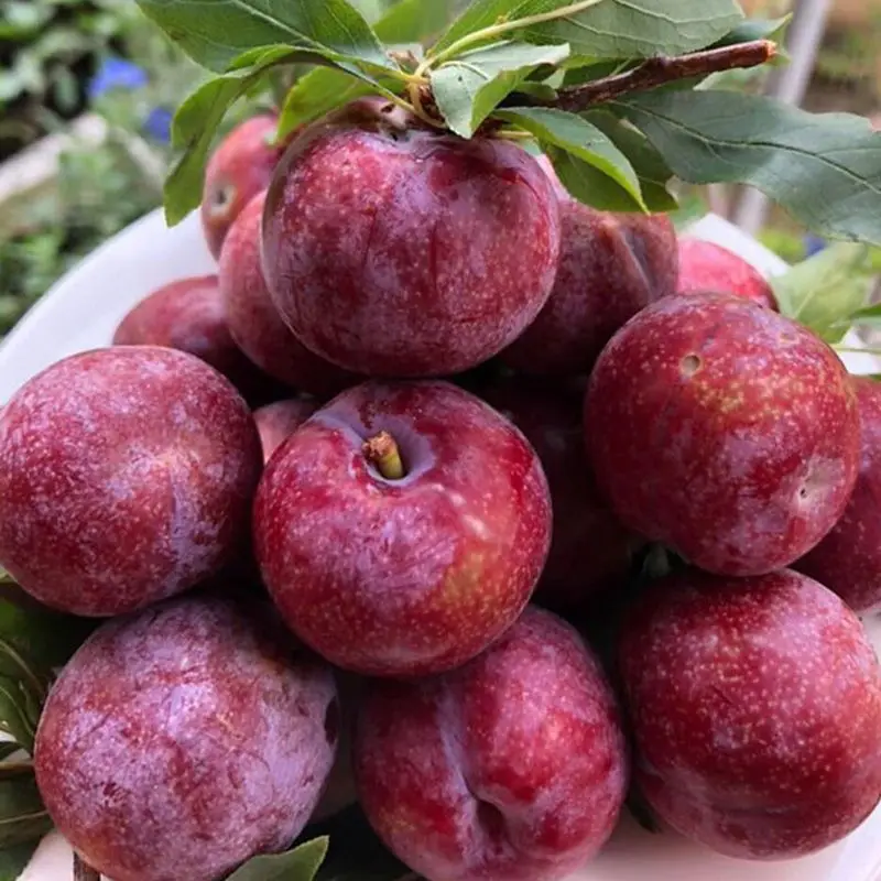 Professional Farm New Harvest Plums Fresh Plums Red shell Fresh Fruit From Vietnam Competitive Price