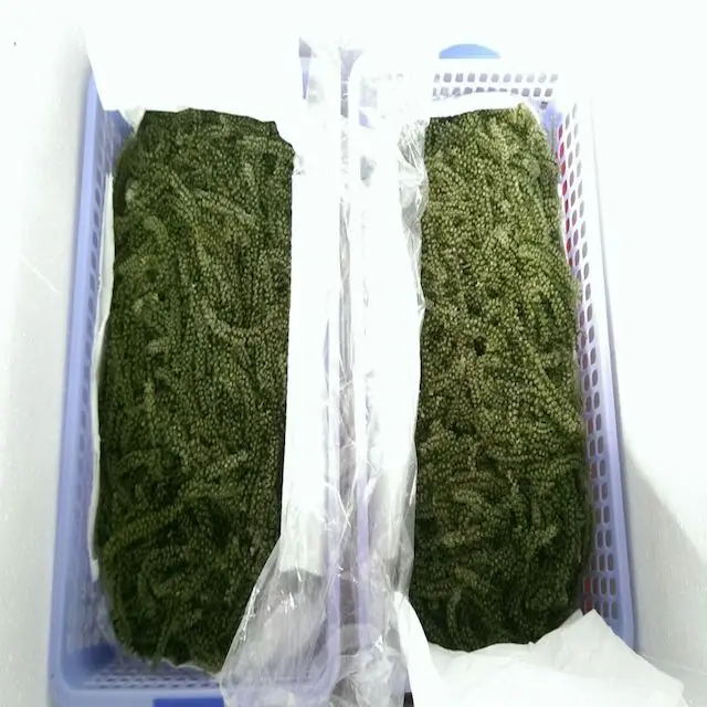 Salted Seagrape/ Dried Seagrape