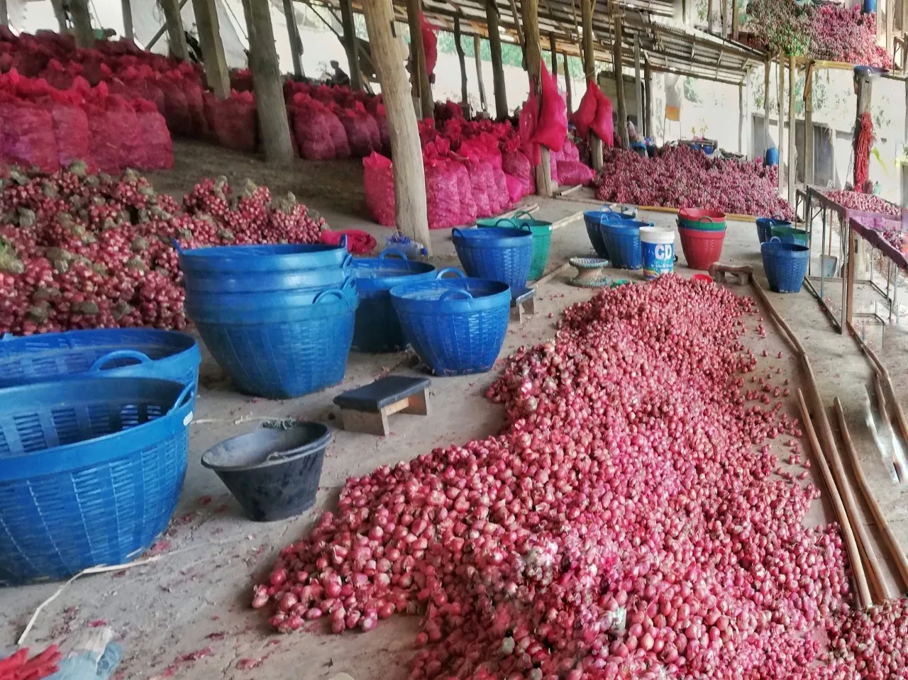 
Good Price Fresh Red Shallot Onion from Thailand 