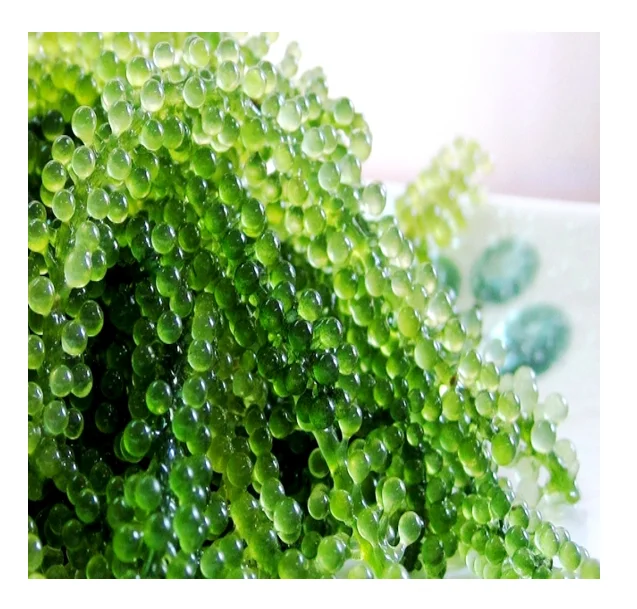 Dehydrate sea weed - Wholesale seaweed from 99 Gold Data with high fiber content