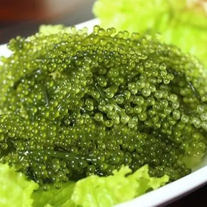 Лидер продаж-SEAGRAPES на продажу // 100% органический продукт из Вьетнама мисс Ниан + 84 363 210