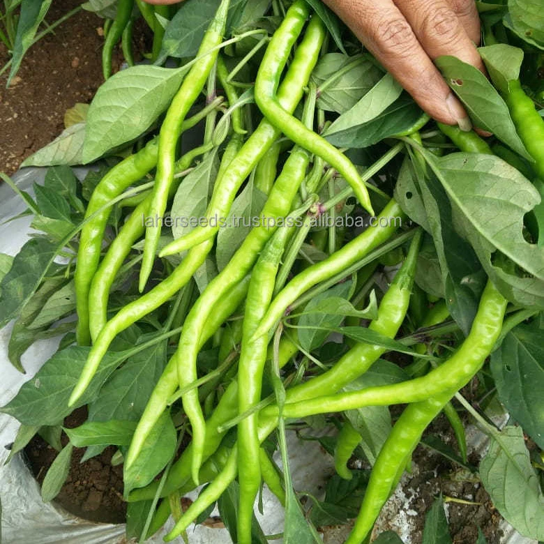 
22 TO 24 CMS LONG HYBRID CHILLI SEEDS FOR GREEN PURPOSE 