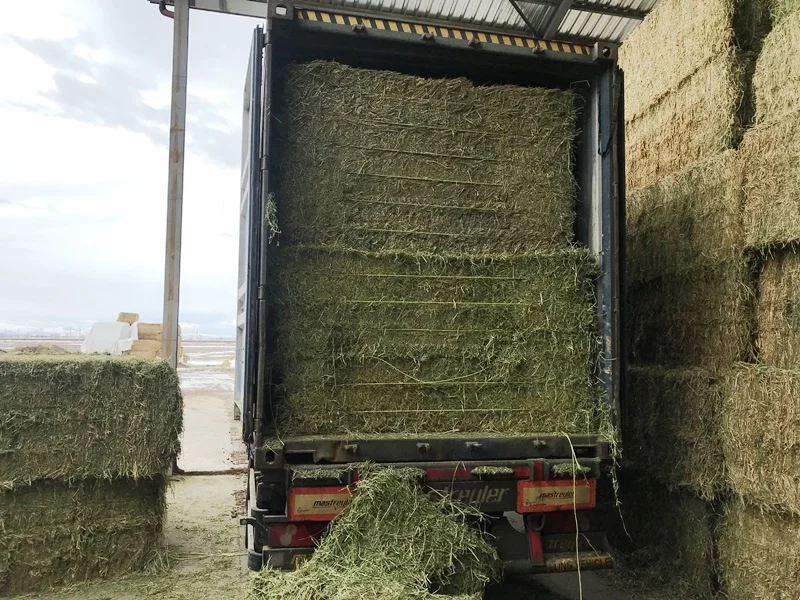 
LOW MOISTURE ALFALFA HAY BALE FOR INTERNATIONAL MARKET 