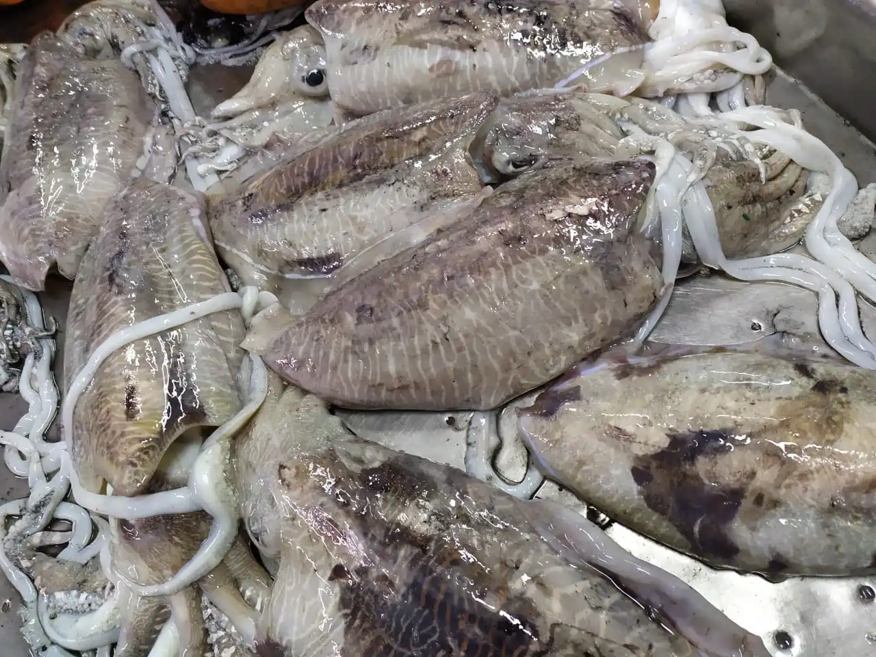 Block frozen Cuttlefish from India