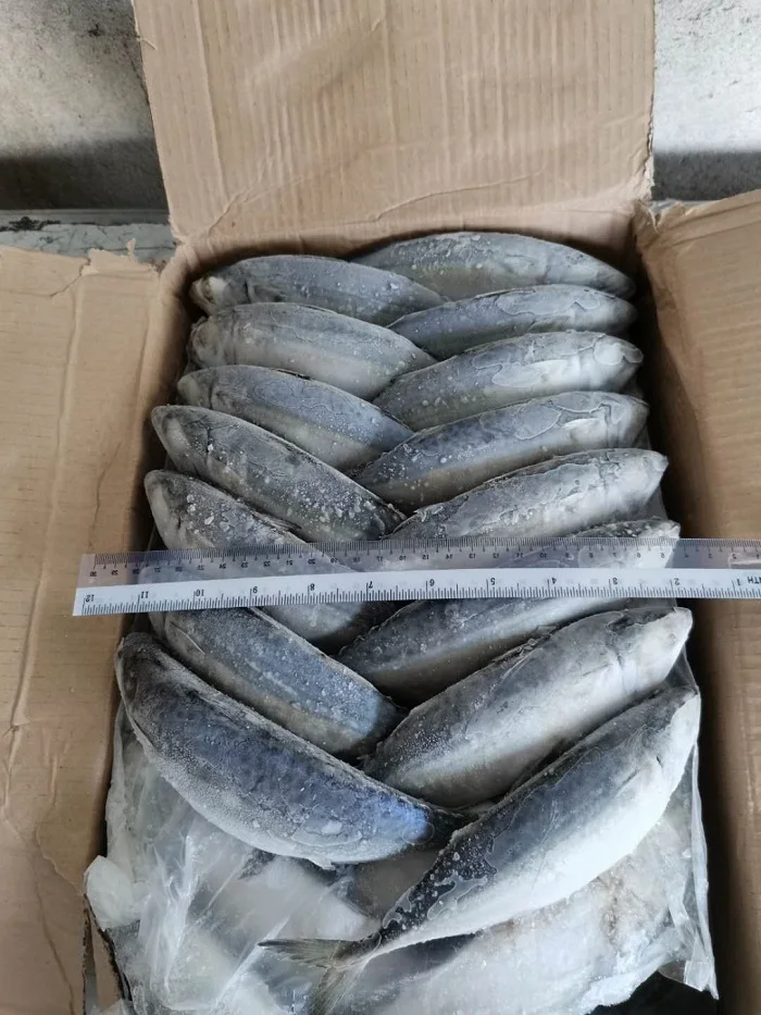 Wholesale Fresh Frozen Whole Round Indian Mackerel With Natural Color From Malaysia