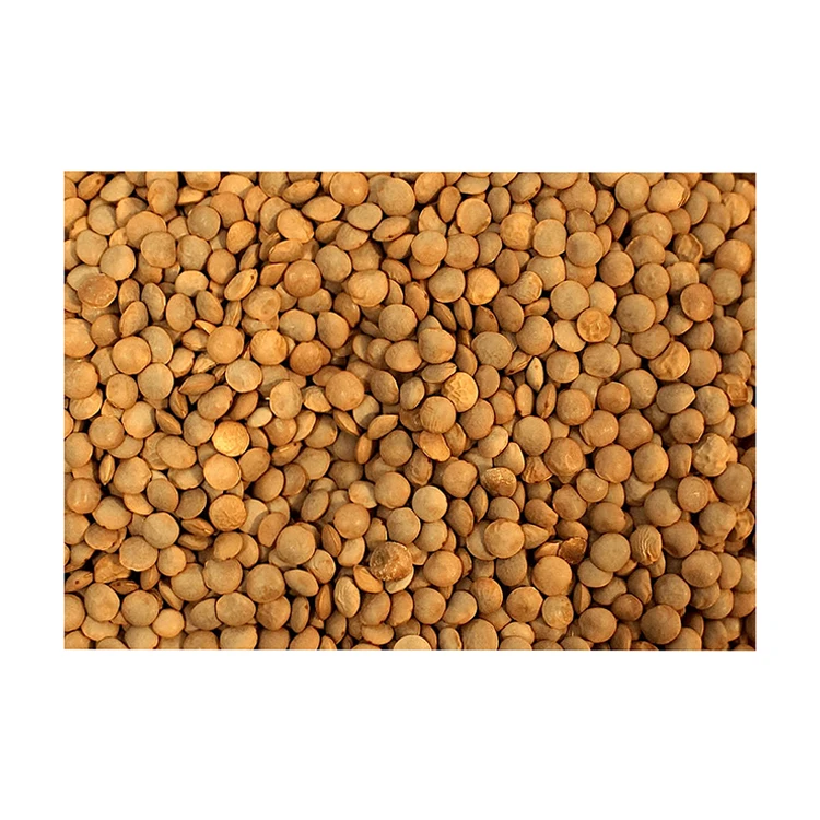 Great quality red and green lentils wholesale