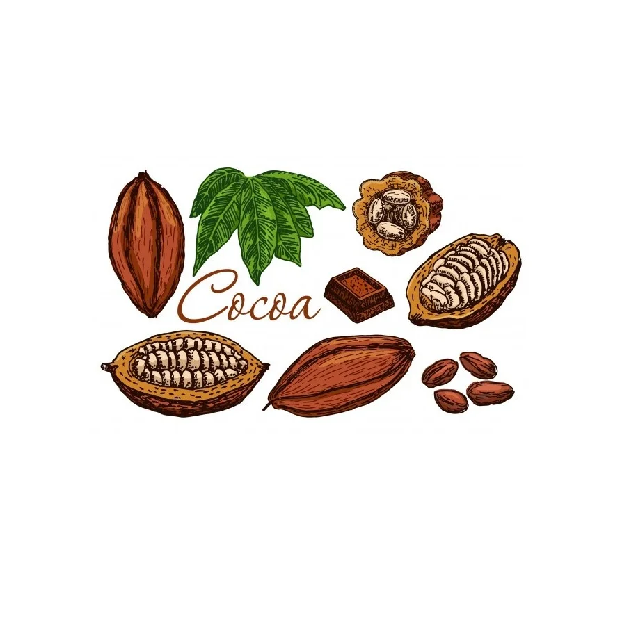 Какао бобы доступны по самой низкой цене в наличии оптом