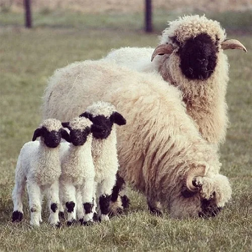  Твердый питательный диетический пирог из пальмовых ядер для кормления животных цыплят коров свиней овец коз в Октябрьском Ростовская область Россия