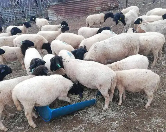 
Dorper Ewe Sheeps and Lambs For Sale 