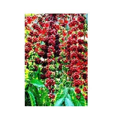 
Common Cultivation Type Green Floured Processing 98% Maturity Dried Coffee Bean 