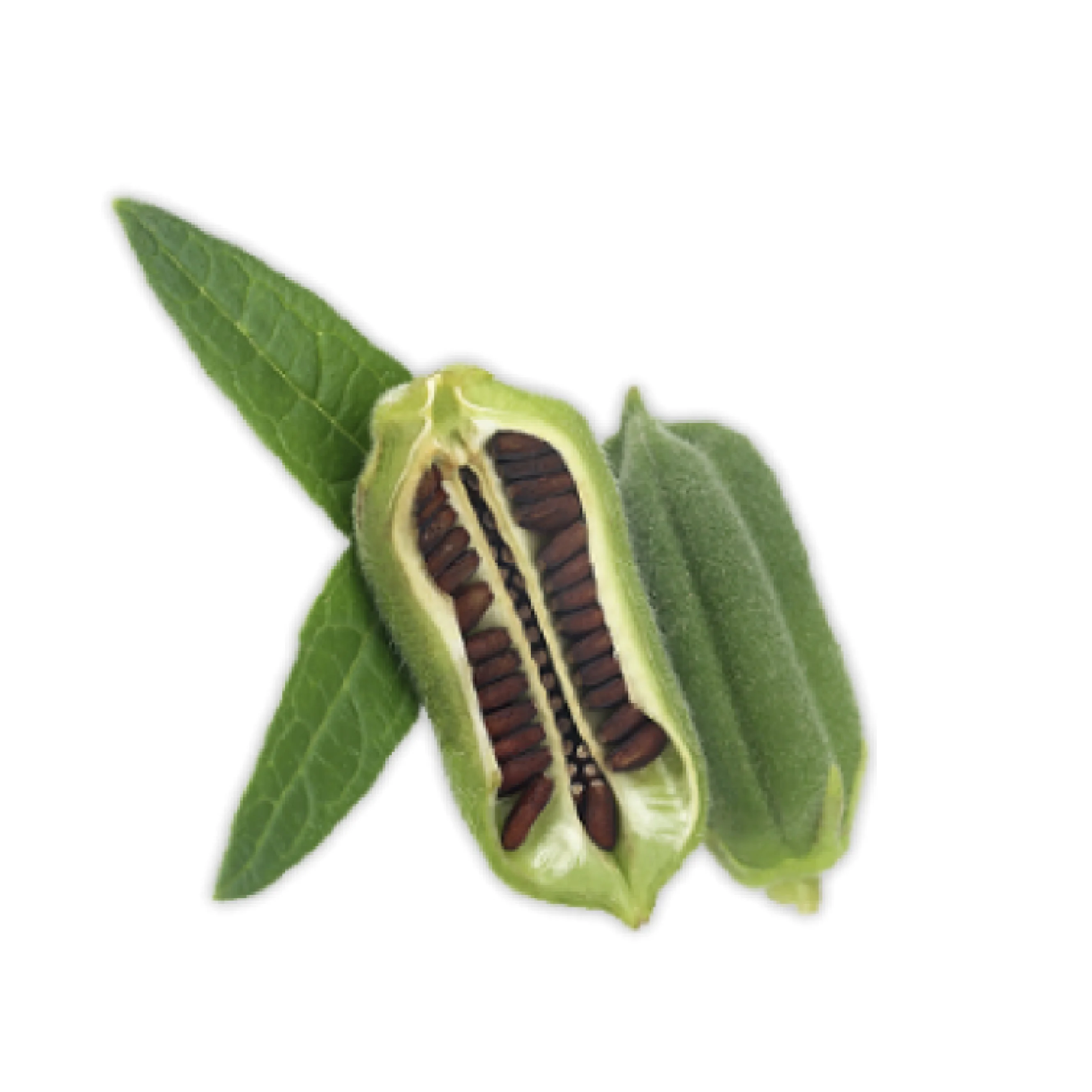 Органическое натуральное масло семян кунжута 100 мл | Веган Ok | 100% натуральное | Продукт премиум-класса | Сертифицировано | Сделано в Италии