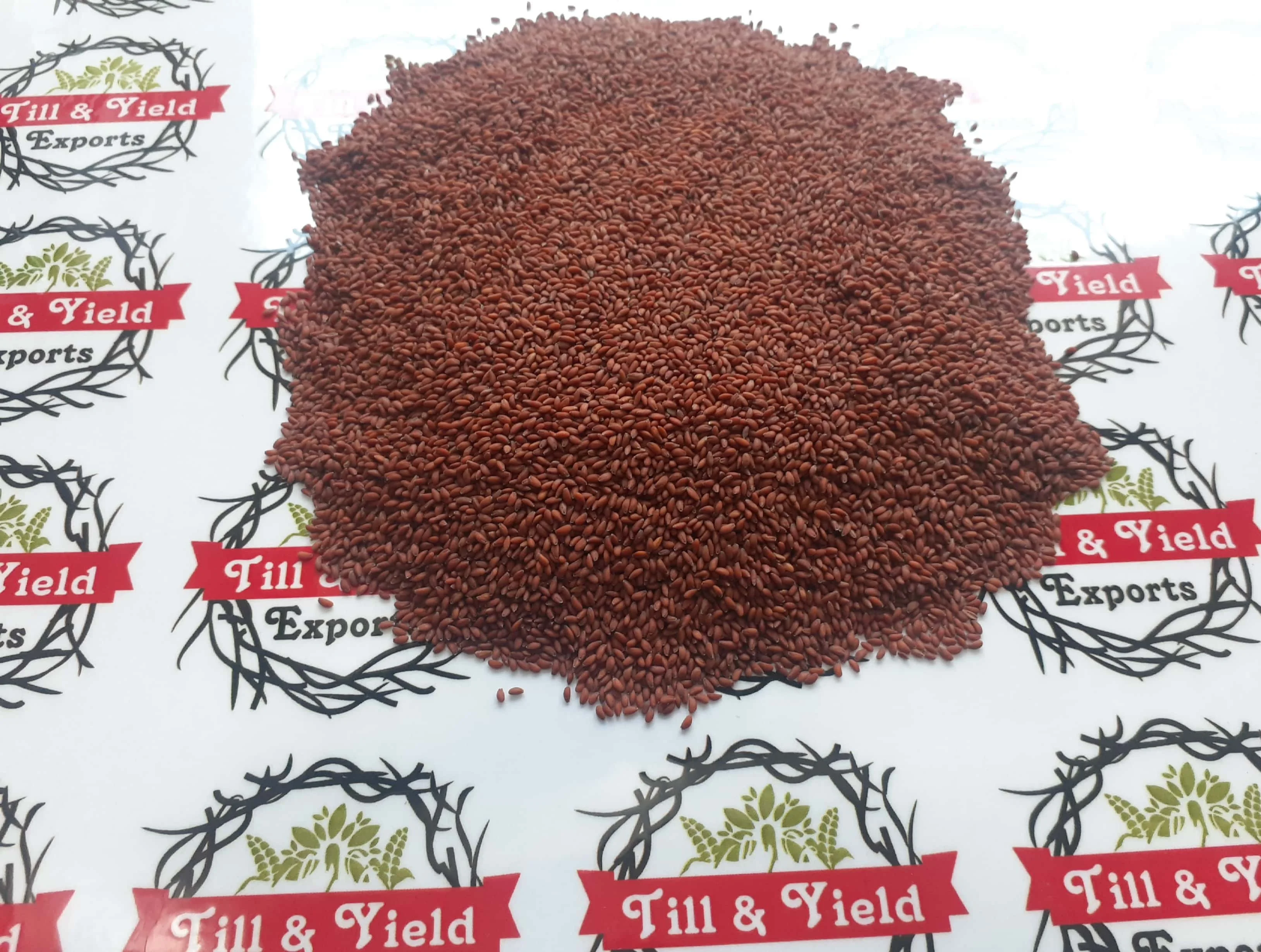 Factory Supply Asaliya Seed - Wholesale Price Sortex Clean Lepidium sativum - Indian Origin Asaliya Seed
