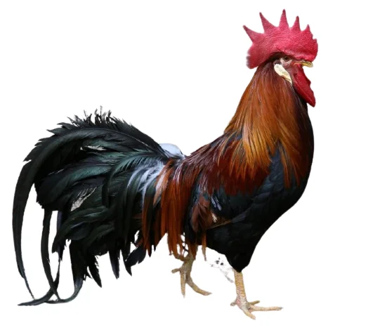 Fertilized egg of special chicken breed Brown Legron from Turkey best price High Quality