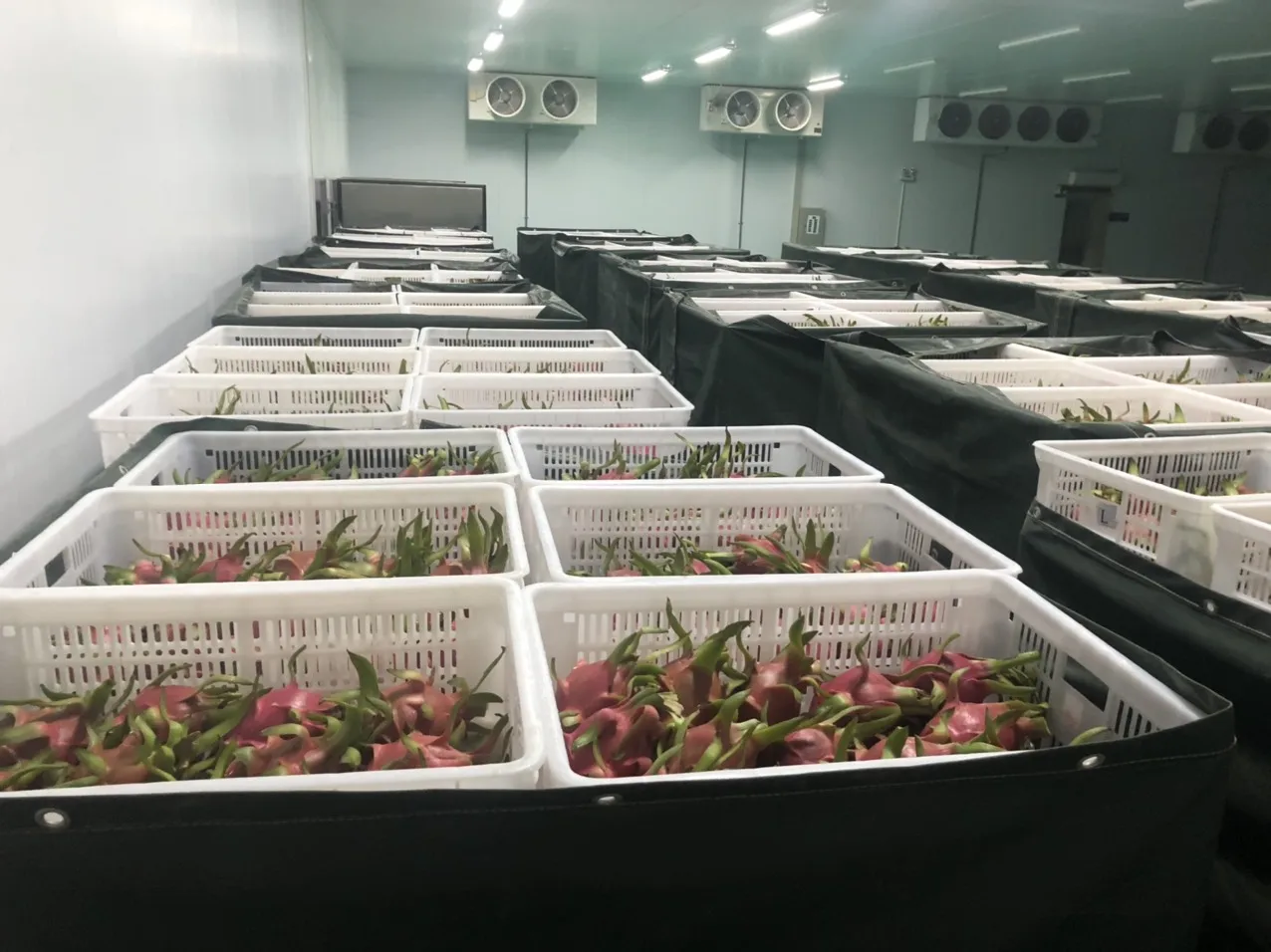 Свежая питайя конкурентоспособная цена экспорта готовой из Вьетнама снимите небольшой 300-500grs/большой 500grs-естественного сладкого 15 дней