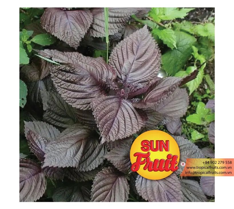 
100% Natural Perilla Seeds Wholesale 