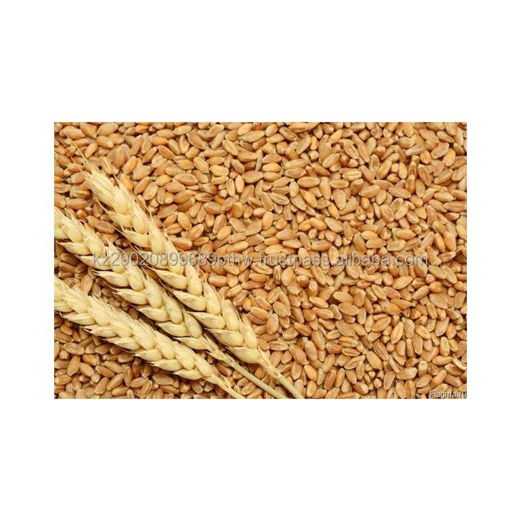 Popular varieties of soft wheat less demanding on soil and climatic conditions for bakery products wheat seed
