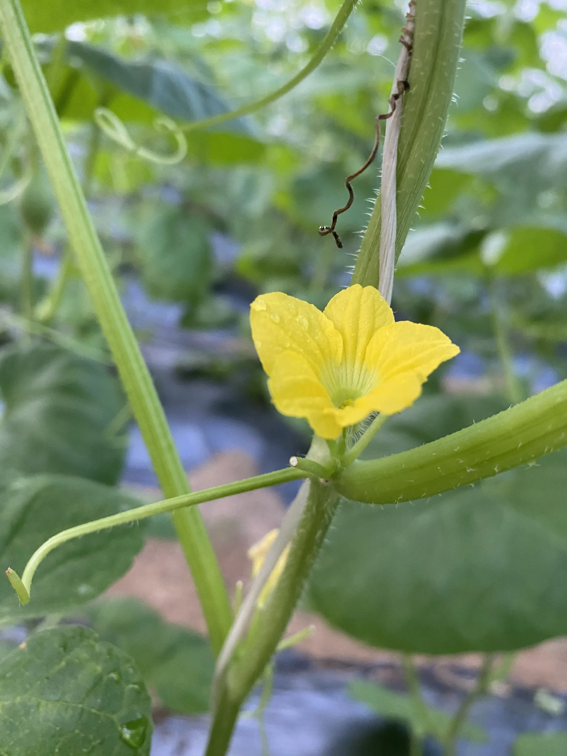 Свежие и сочные молодые огуречные продукты оптом экологически чистые фермы купить сейчас по лучшей цене