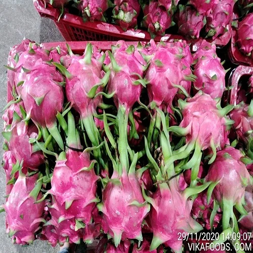 
Vietnam fresh dragon fruit red/white flesh with top quality _Vikafoods (+84983028718) 
