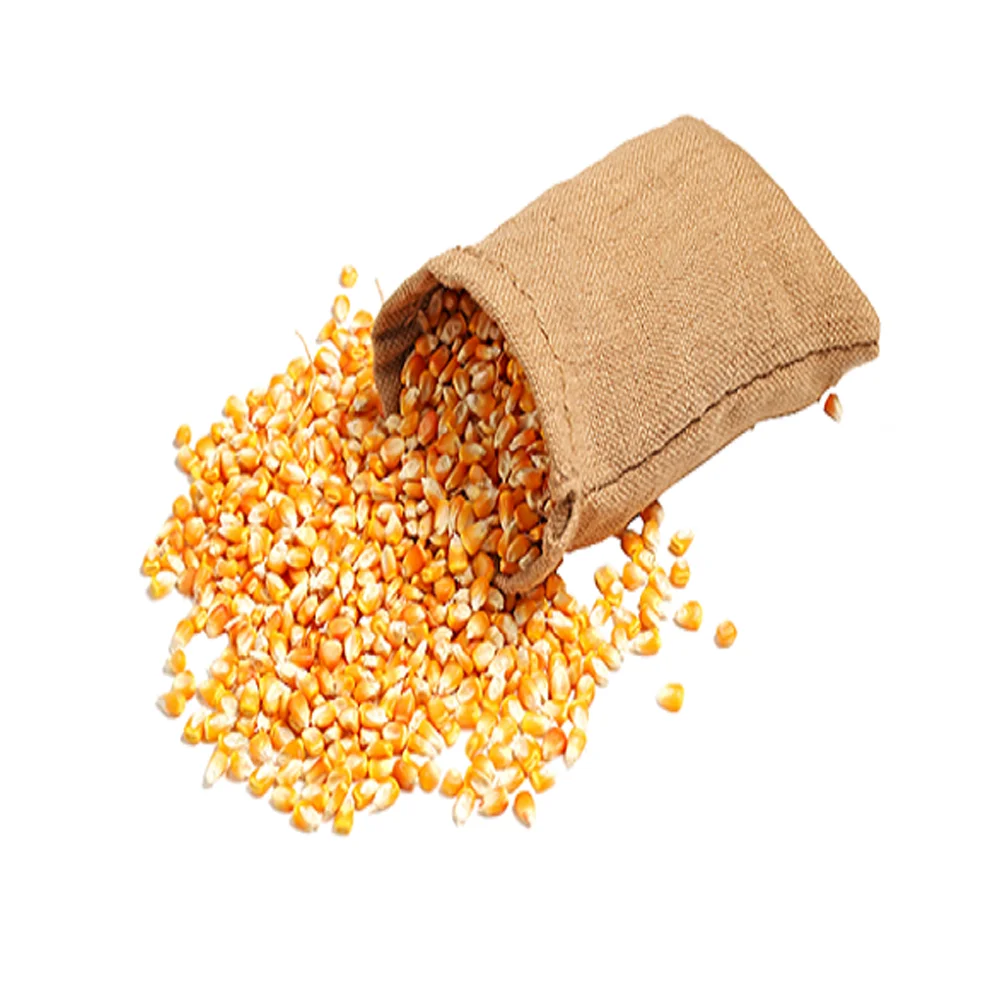 Dried Grade Yellow & Red Maize/Corn/ Non-GMO fit for Human Consumption and Animal Feed