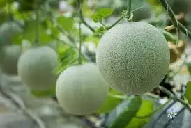 Высококачественная вьетнамская канталупа/Whatsapp: + 84 896679047