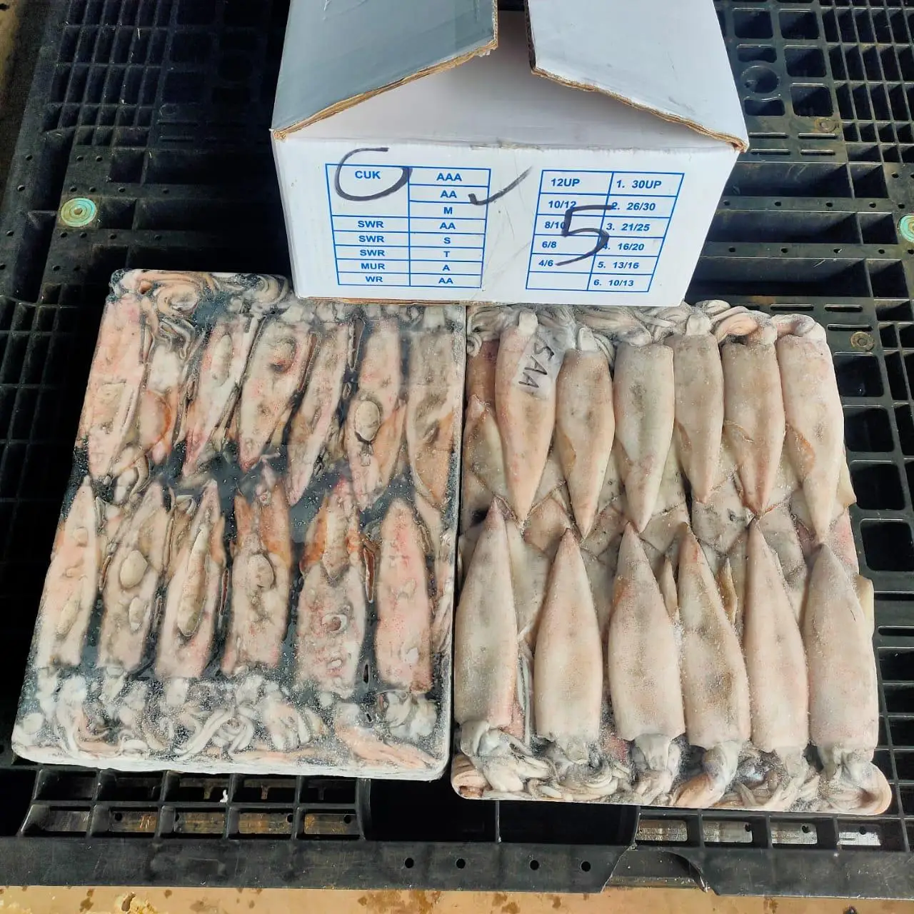 FRESH FROZEN INDONESIAN SQUID MOST POPULAR STANDARD