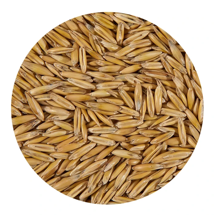 
Оптовая продажа семян овса без ГМО 