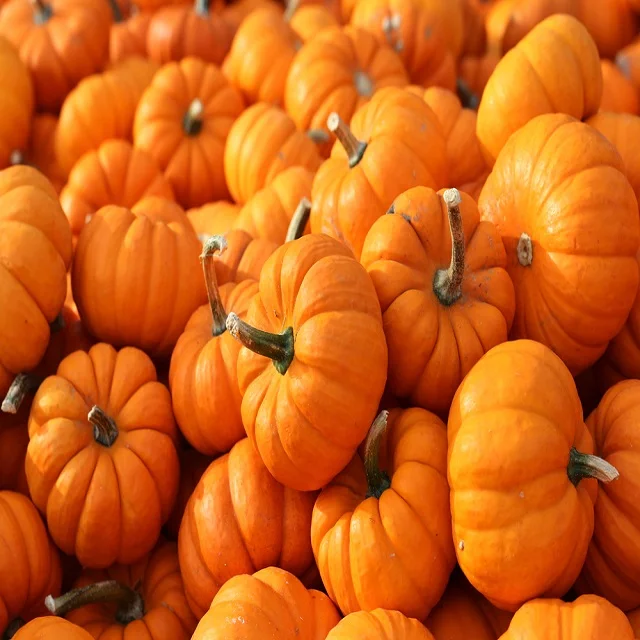 Germany Fresh Pumpkin - High Quality - Best Price