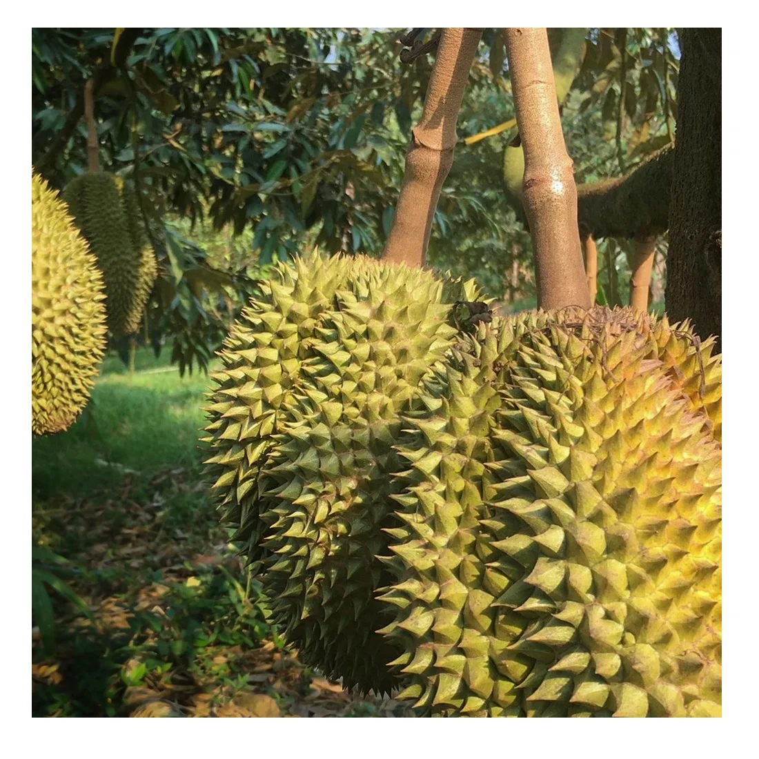 Оптовая продажа, оптовая продажа, дешевая цена, свежий дуриан мононг с 100% натуральным сладким из Таиланда