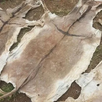 
Quality Wet Salted Donkey Hides Dried Donkey Hides Skin Salted Hides 
