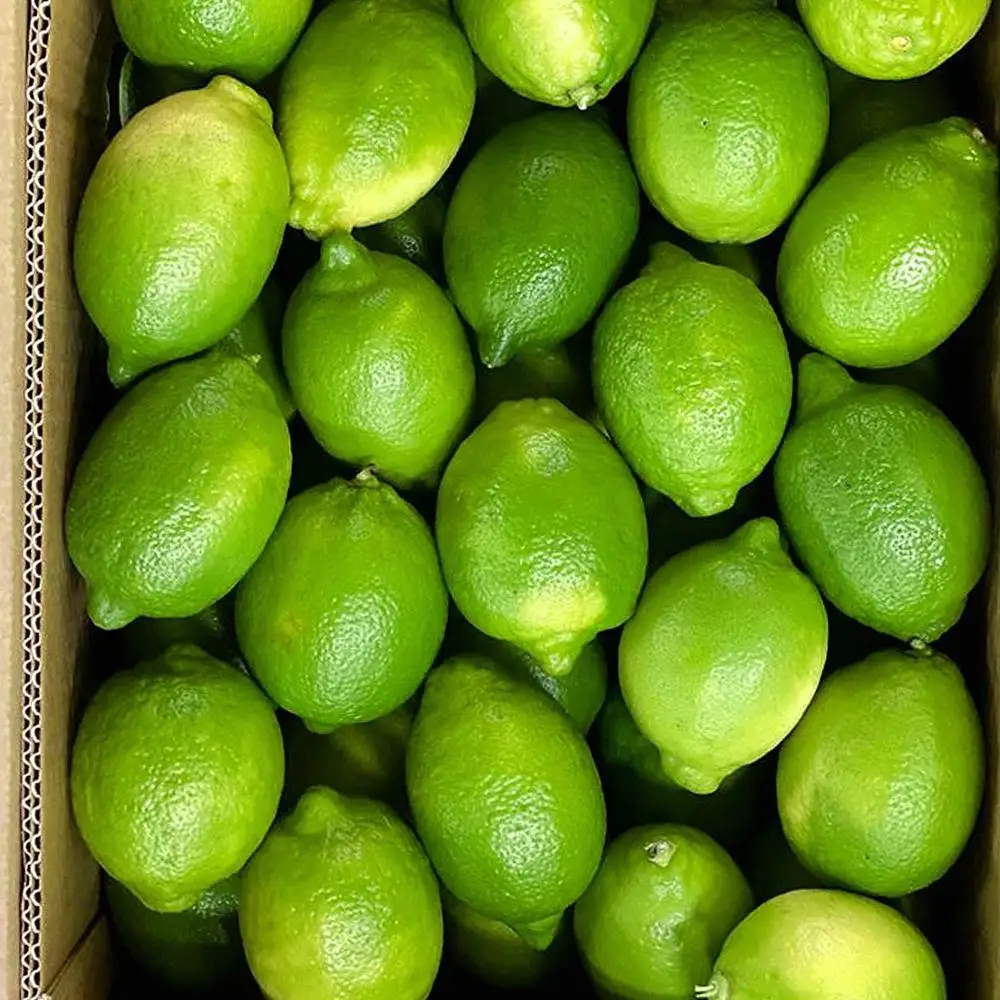 Fresh Organic Lemon For Sale | First Grade Egyptian Lime and Lemon