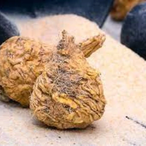 Malaysia Organic Maca Root (Lepidium Meyenii) Herbal Extract Powder to Boost Energy Reduce Blood Pressure 3 Years Shelf Life