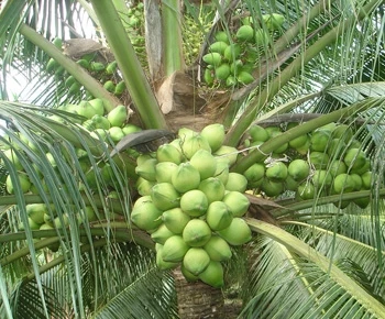 Green Siamese Coconut Fresh Organic Premium Top Quality Sweet Custom Packaging Best Brand  Thien Phuc Company  Hot Sell