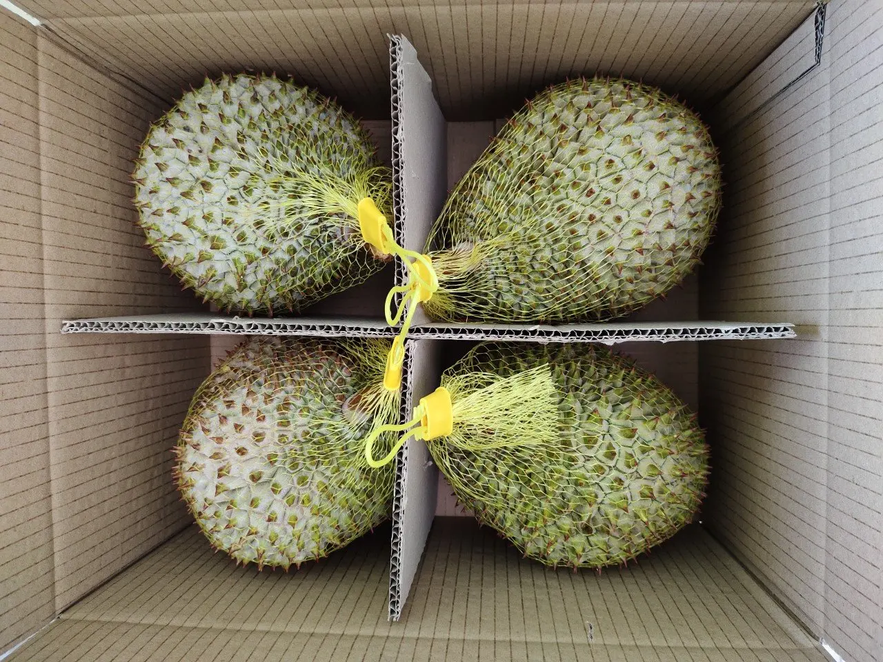 IQF FROZEN DURIAN RI6 TABLET ORIGIN VIETNAM FROM AN VAN THINH FOOD COMPANY AVTFOOD AVTF AVT / TABLETA CONGELADA DE DURIAN RI6