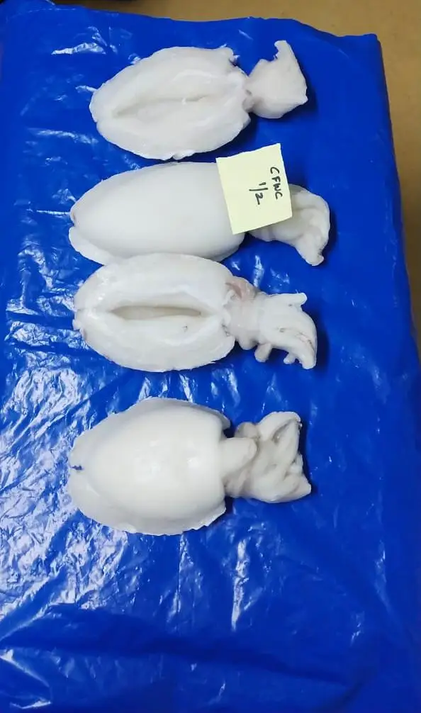 Frozen Cuttlefish cleaned IQF from India
