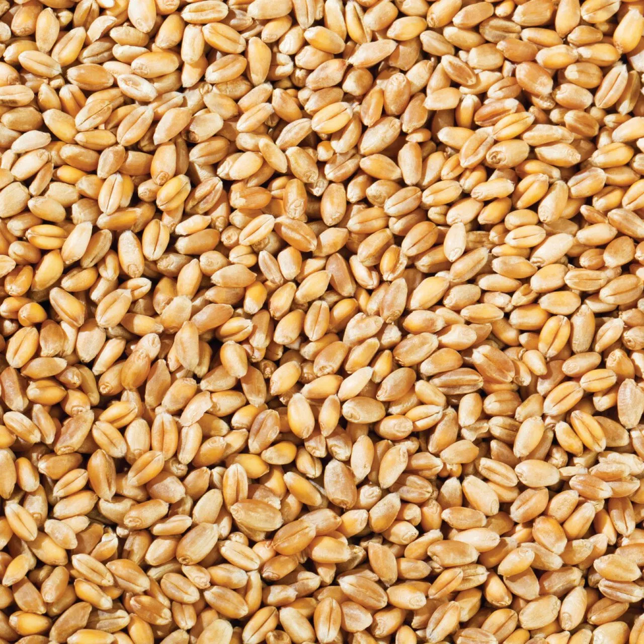 High Quality Wheat Grain