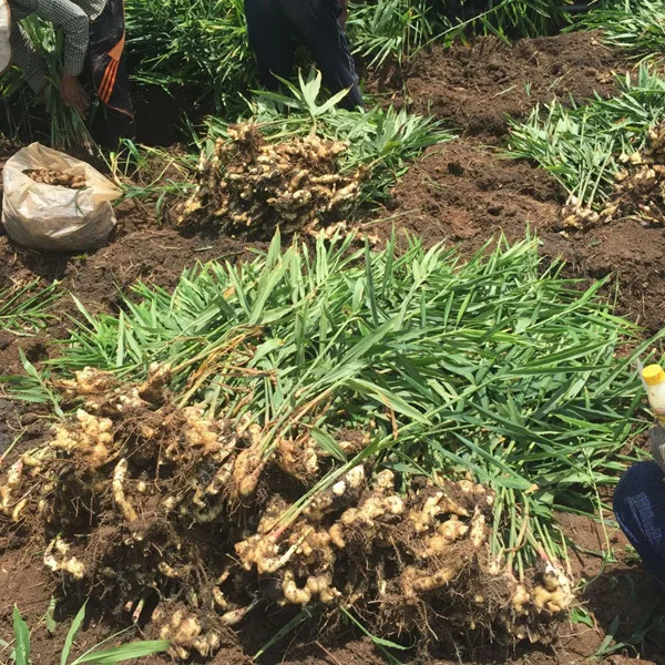 [Горячая Распродажа 2023] имбирное пюре из Вьетнама с высоким качеством и лучшей ценой (оптовая продажа) средство