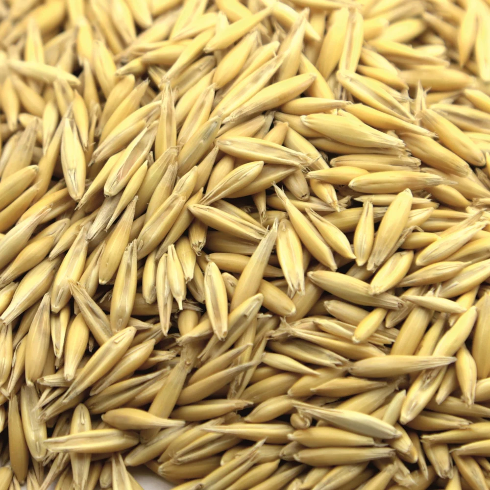 Great quality oats  25/50 kg bags or in bulk, product of Russia